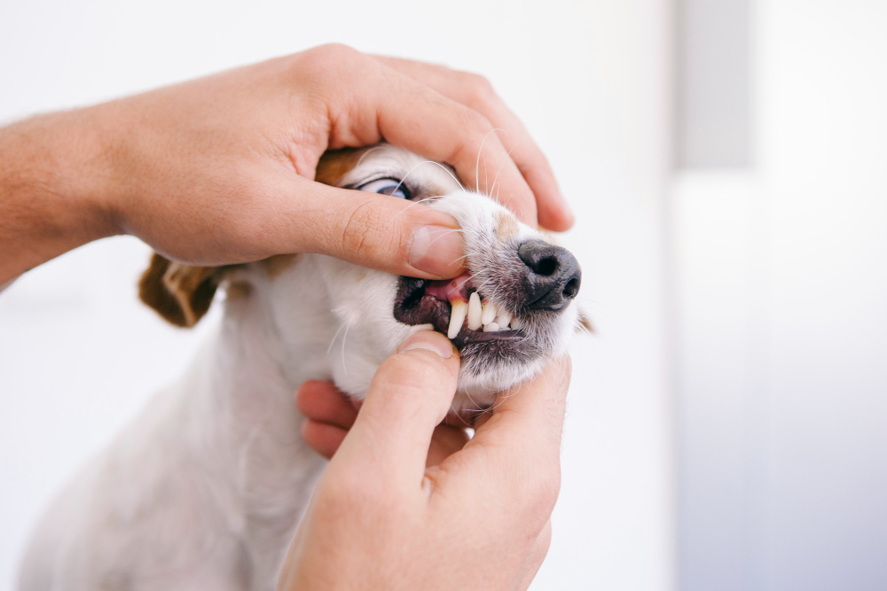 Pet Dentistry In Brazoria, TX 77422 | Wild Peach Veterinary Clinic