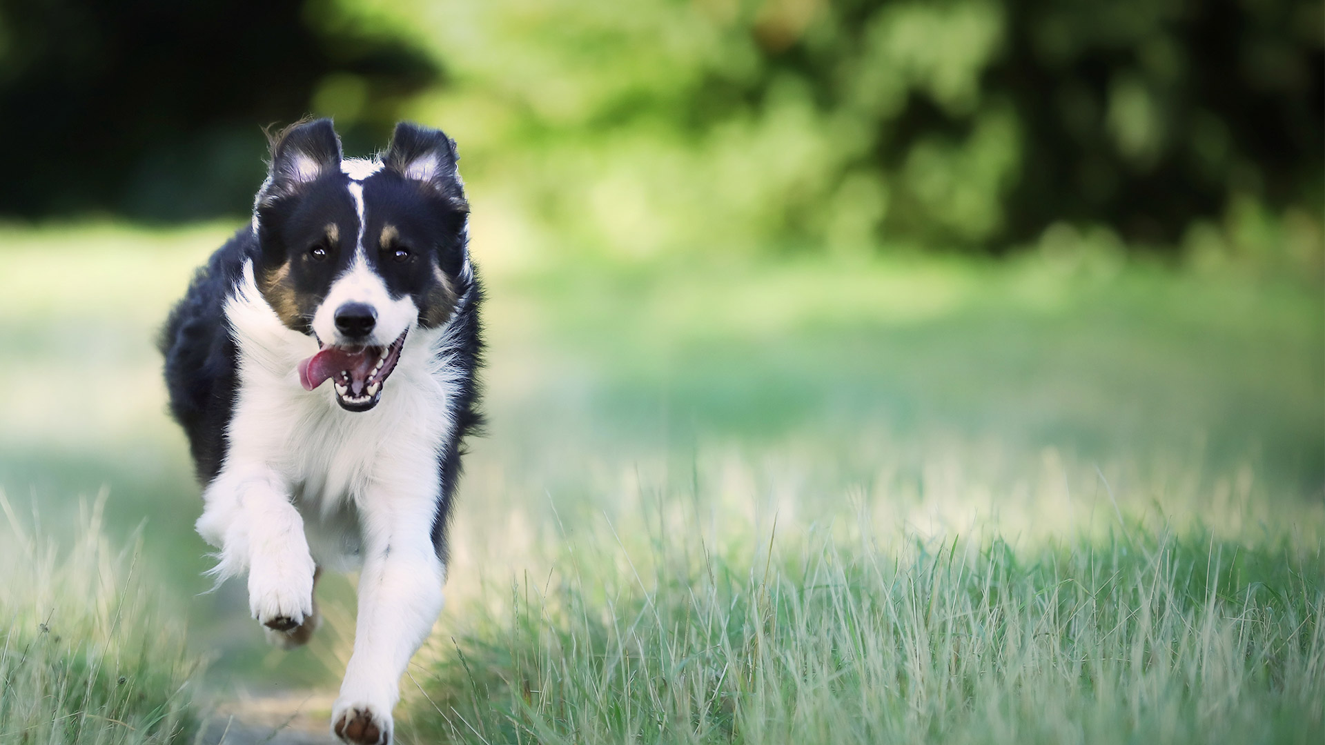 Walk-Ins And Drop Offs In Brazoria, TX 77422 | Wild Peach Veterinary Clinic